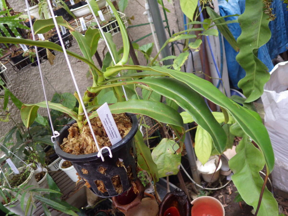 YFK2 食虫植物　Nepenthes ventricosa. Quezon, Luzon, Philippines._画像7