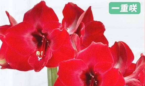 【ポット植え】アマリリス マグナム 間もなく開花の画像2