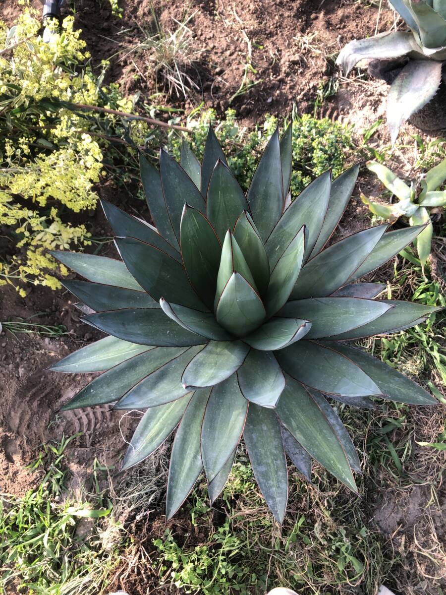 Agave hybrid romanii (filifera x mitis v albidior) アガベ　ロマニー_画像3