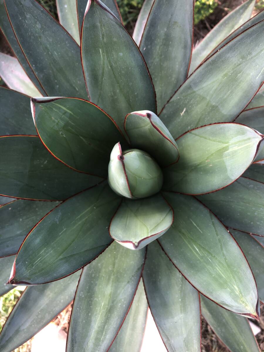 Agave hybrid romanii (filifera x mitis v albidior) アガベ　ロマニー_画像5