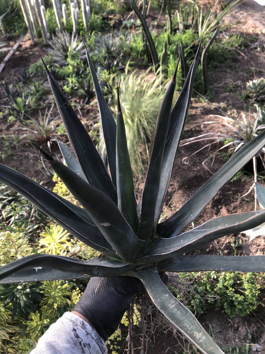 Agave kerchovei アガベ 紫雲龍_画像5