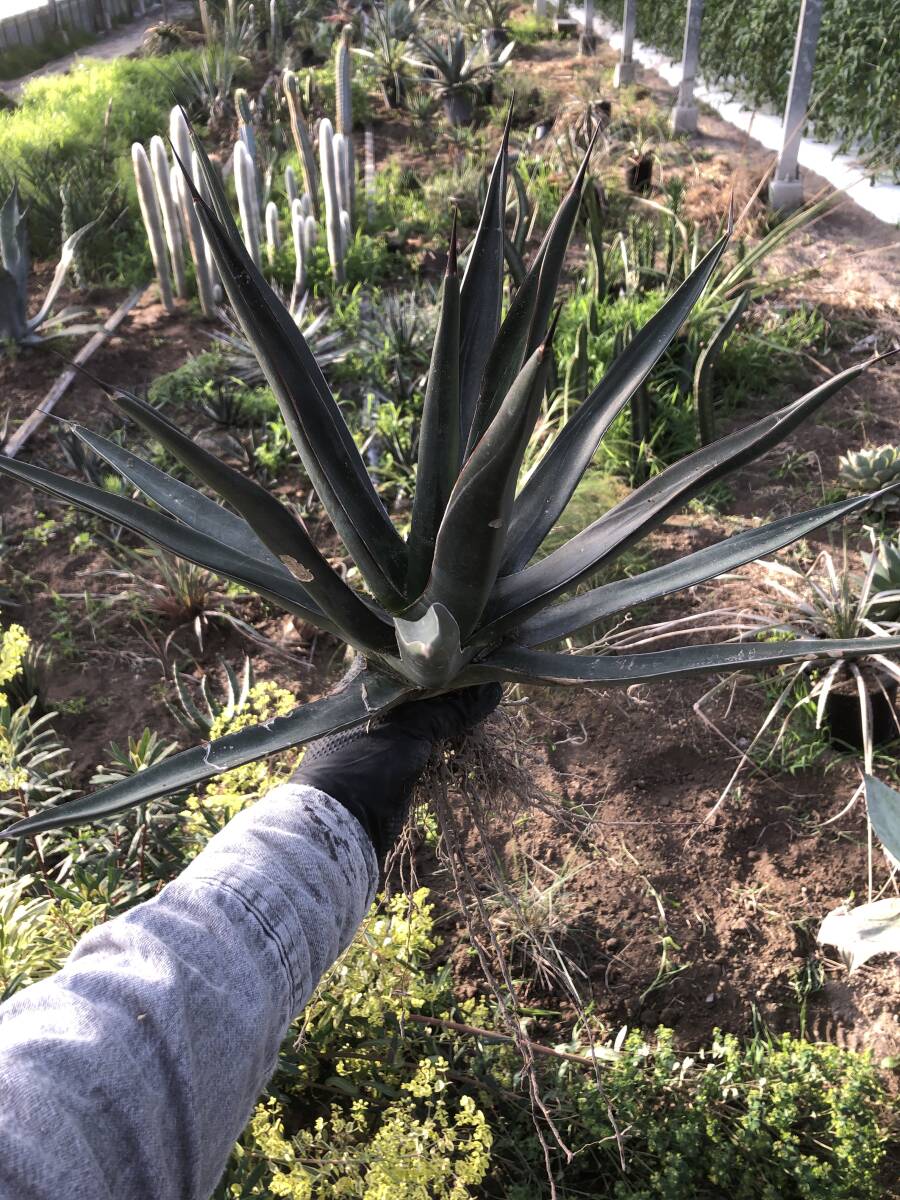 Agave kerchovei アガベ 紫雲龍_画像2