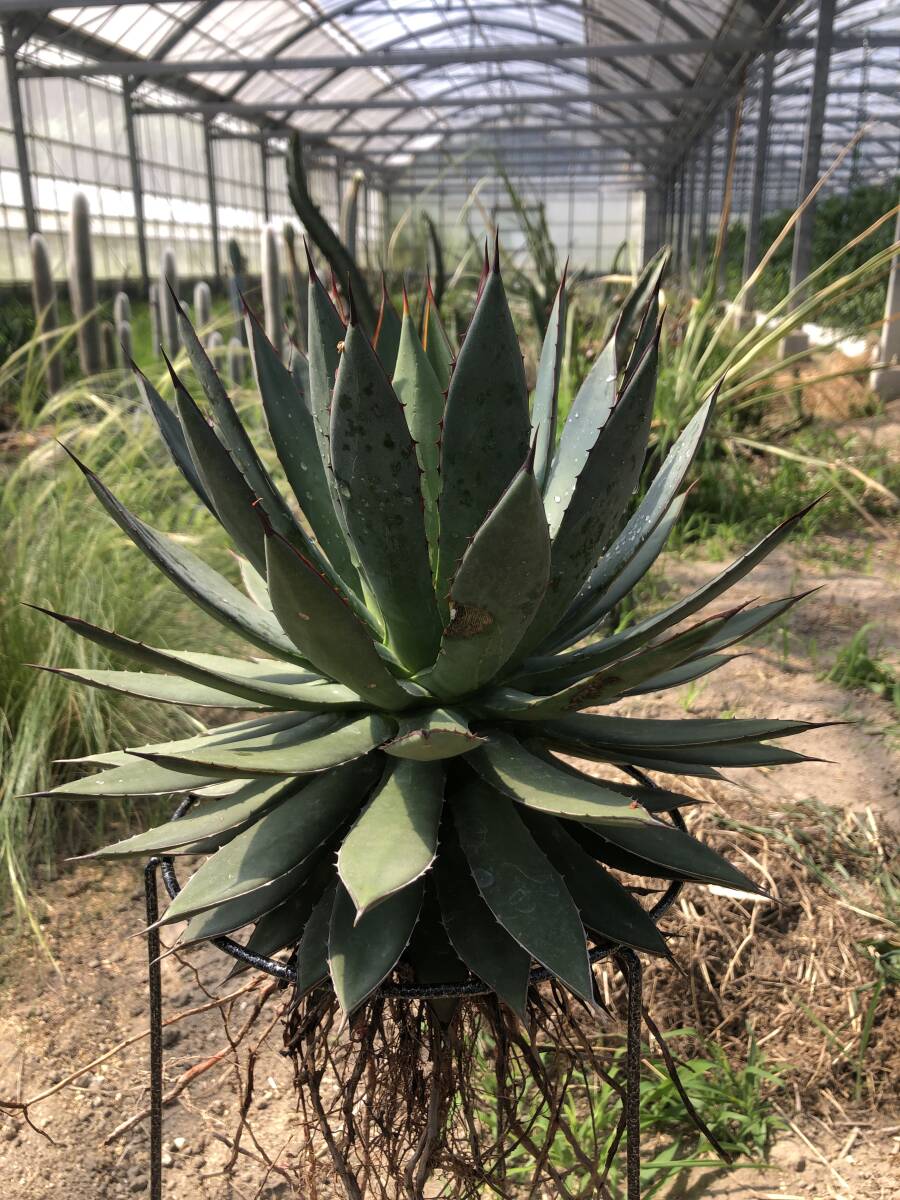 Agave hybrid filifera x isthimensis アガベ ハイブリッド_画像6