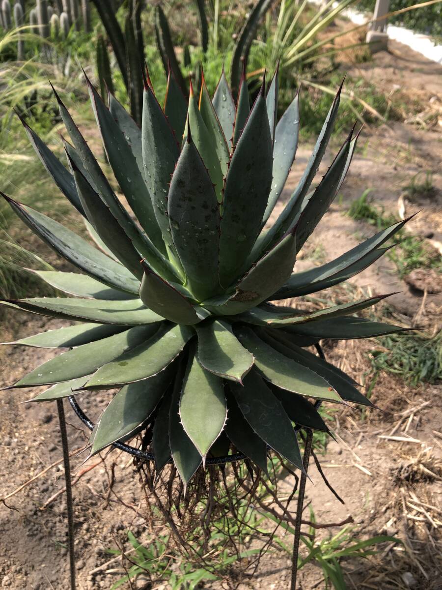 Agave hybrid filifera x isthimensis アガベ ハイブリッド_画像8