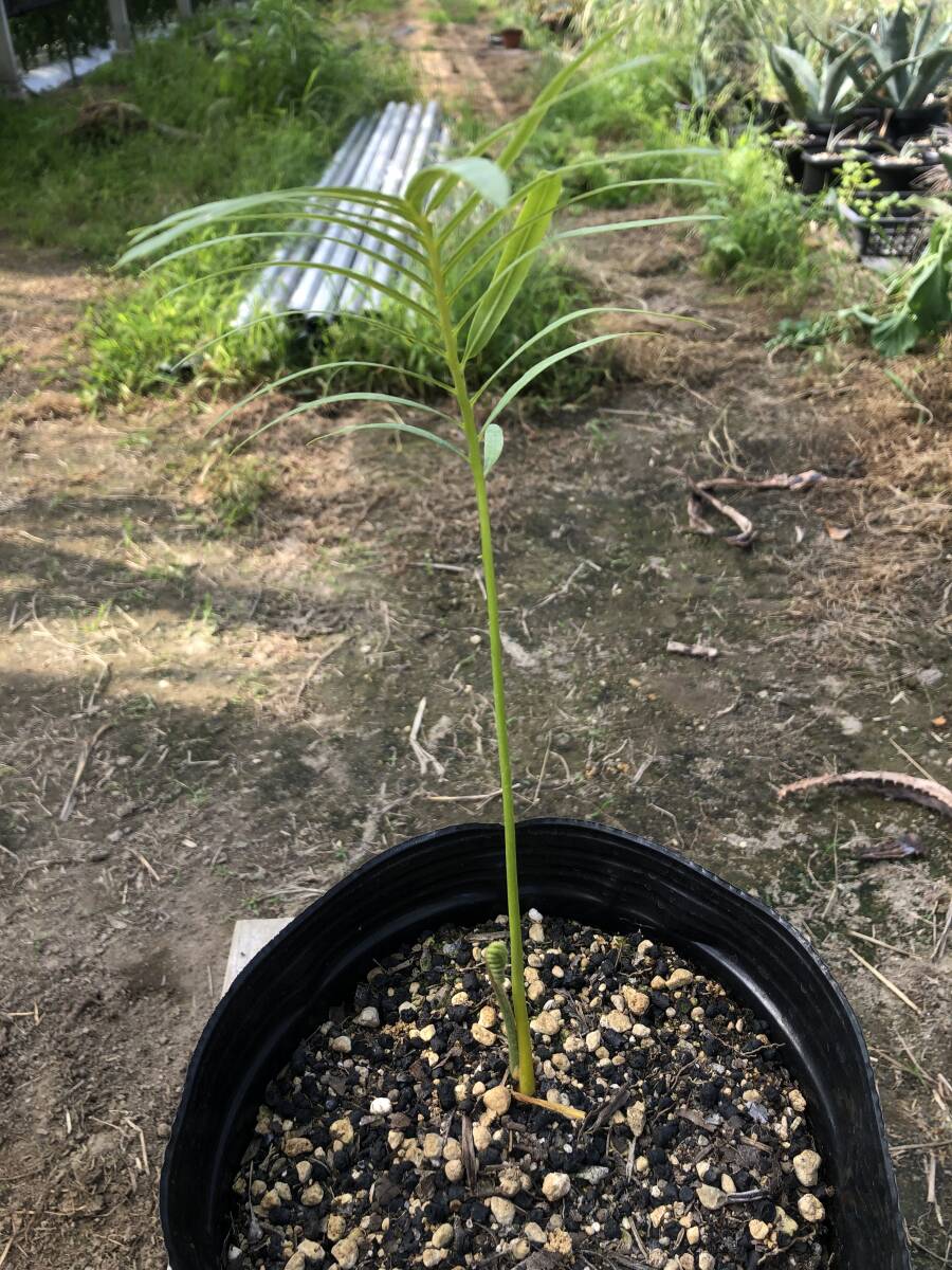 Cycas sp silver　サイカス タイシルバー（輸入種子苗）_画像3