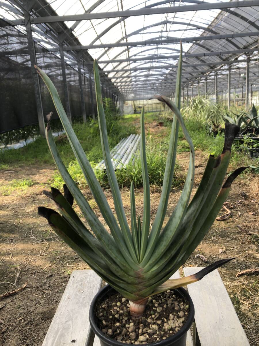 Aloe plicatilis aloe p licca ti squirrel ( import seeds seedling )