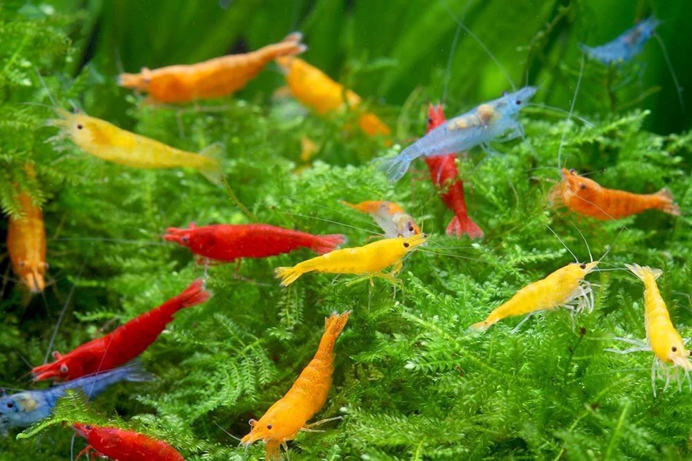  Cherry shrimp 50 pcs red * blue * yellow * orange entering bell bed blue uru trouble - yellow Cherry ultimate fire .