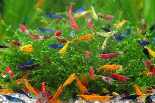  Cherry shrimp 150 pcs red * blue * yellow * orange entering bell bed blue uru trouble - yellow Cherry ultimate fire .