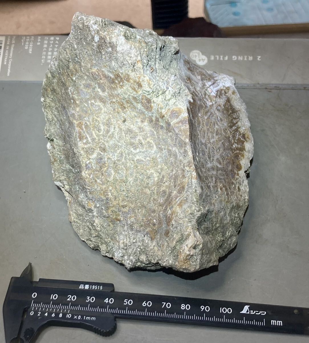 インドネシア　ジャワ島産巨石天然フォシルコーラル原石1311g［珊瑚の化石］激レア石^ ^_画像5