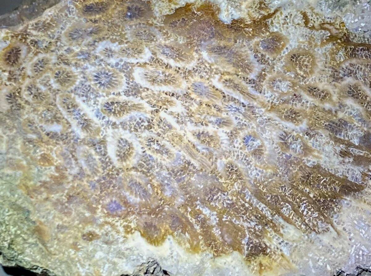 インドネシア　ジャワ島産巨石天然フォシルコーラル原石1311g［珊瑚の化石］激レア石^ ^_画像9