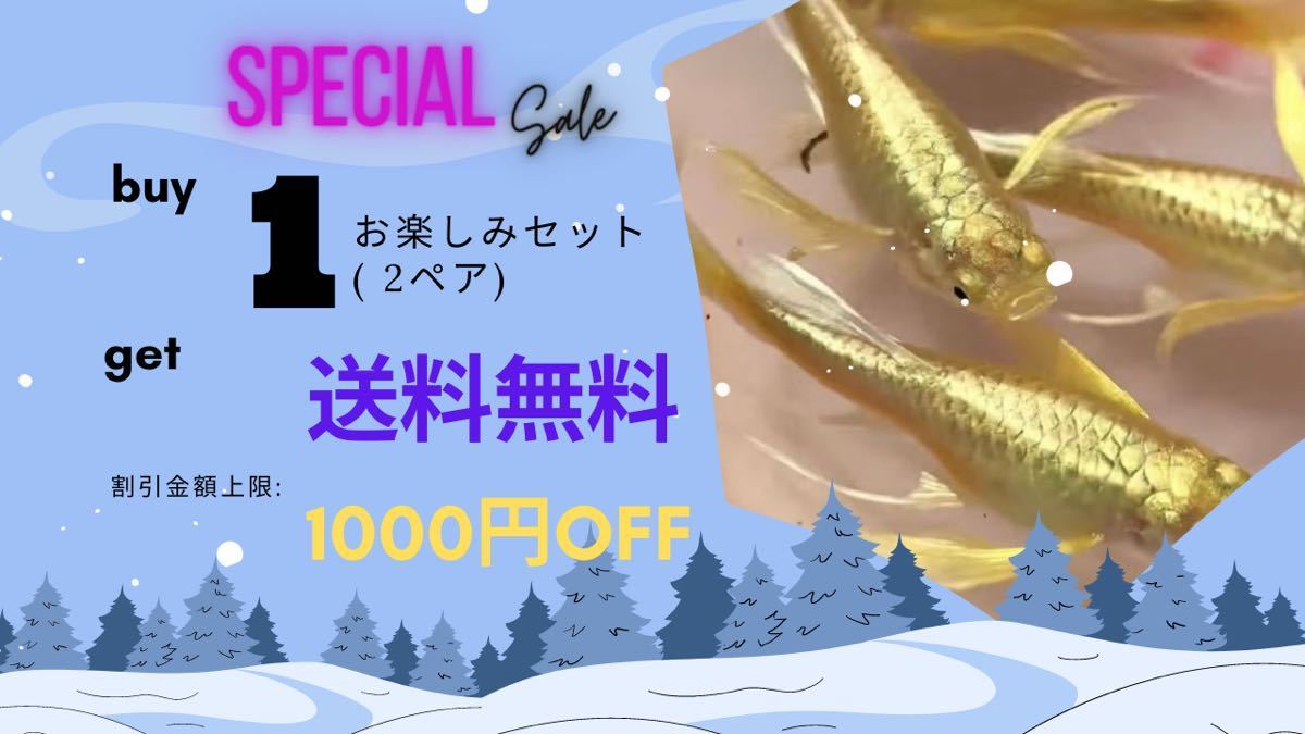【吉Aqua】フルゴールド リボン シャークフィン グッピー 熱帯魚 1ペア Buy 1お楽しみセット(2ペア)→送料無料 死着補償_画像1