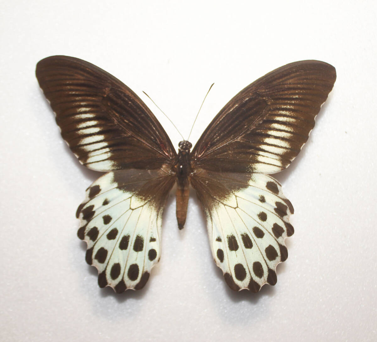 蝶 （標本） テンジクアゲハ 野外品 A ♂ 特大 開長１２７ｍｍ の画像1