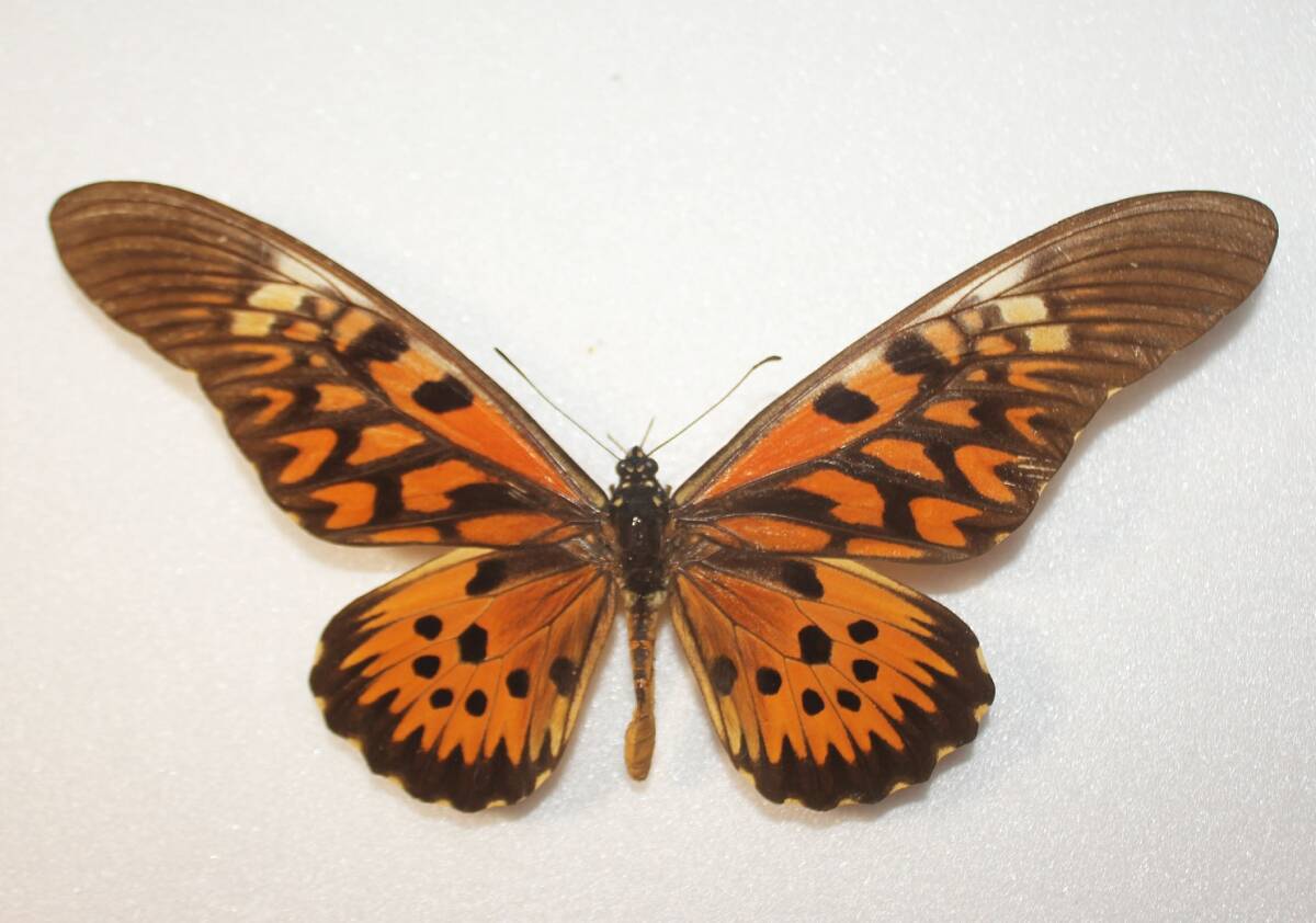 蝶 （標本） ドルーリーオオアゲハ 野外品 A 特大 開長１９７ｍｍ_画像1