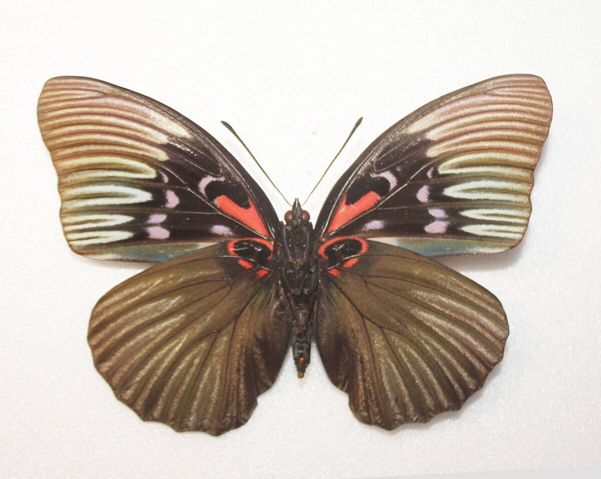 蝶 （標本） 野外品 クロオオムラサキ　 A ♀　 中国産 　（特大） 開長１２５ｍｍ _画像2