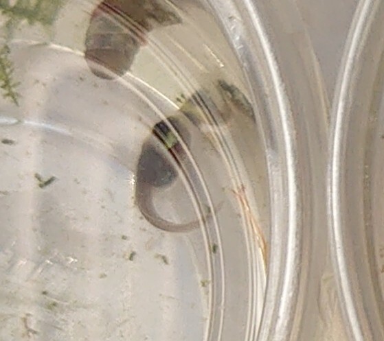 シレンシス ハイランド オタマジャクシ14匹セット Ranitomeya sirensis Highland ヤドクガエルの画像5