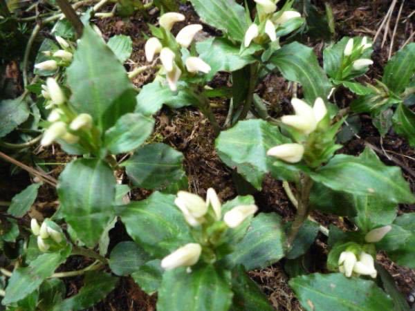 ■山野草■アケボノシュスラン■７本■ 鉢・庭植え_画像1