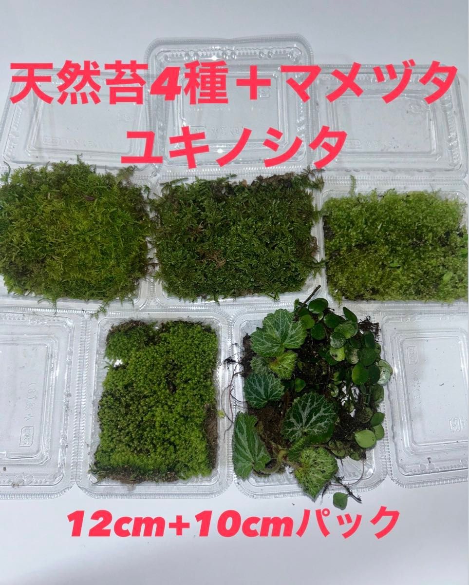 【天然苔4種セット＋マメヅタ＆ユキノシタ】コケ こけ テラリウム 苔玉  苔庭 盆栽 パルダリウム アクアリウム 観葉植物 苔