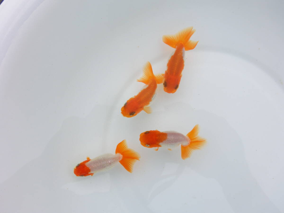 らんちう市場(018) 宇野系3歳魚4匹セット （約5.5cm～約6.5cm）   本筋！   上種！！  の画像1