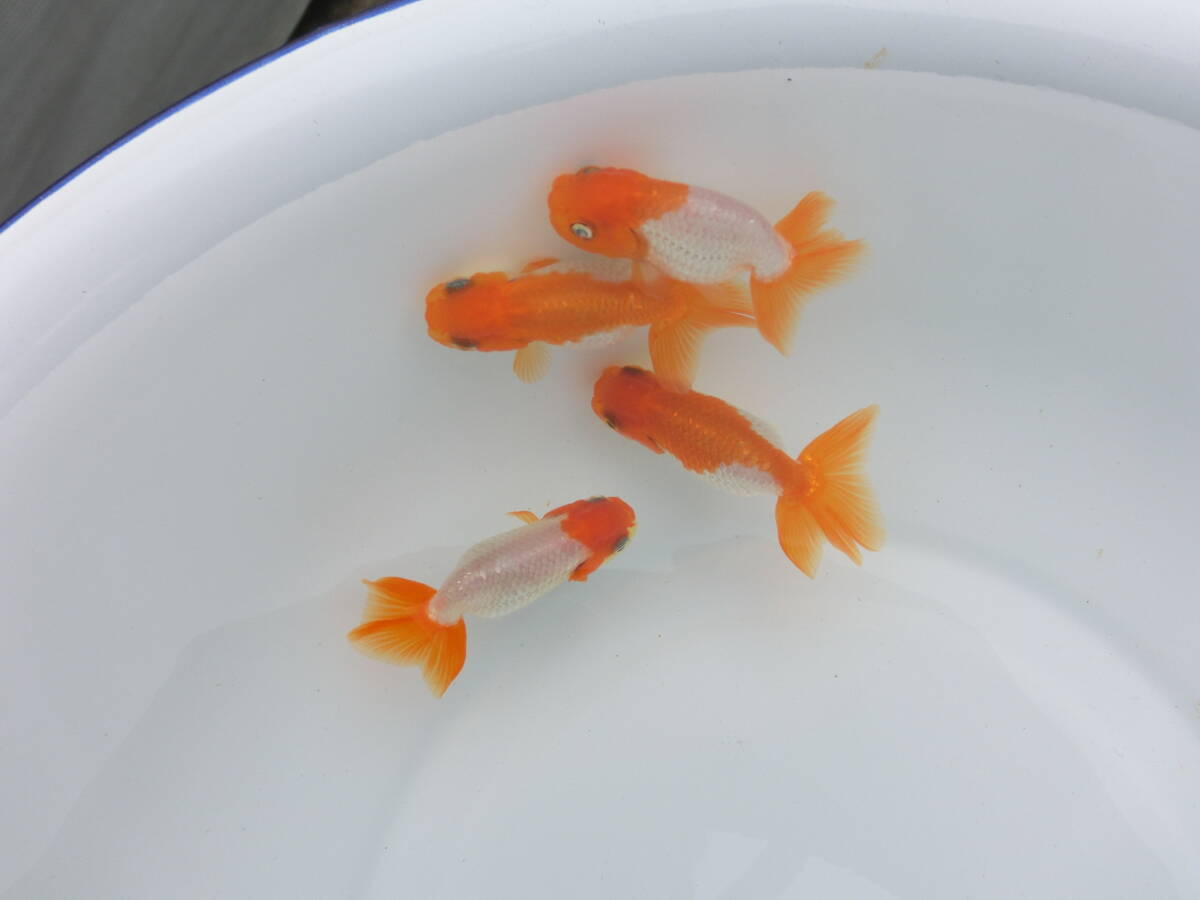 らんちう市場(018) 宇野系3歳魚4匹セット （約5.5cm～約6.5cm）   本筋！   上種！！  の画像8