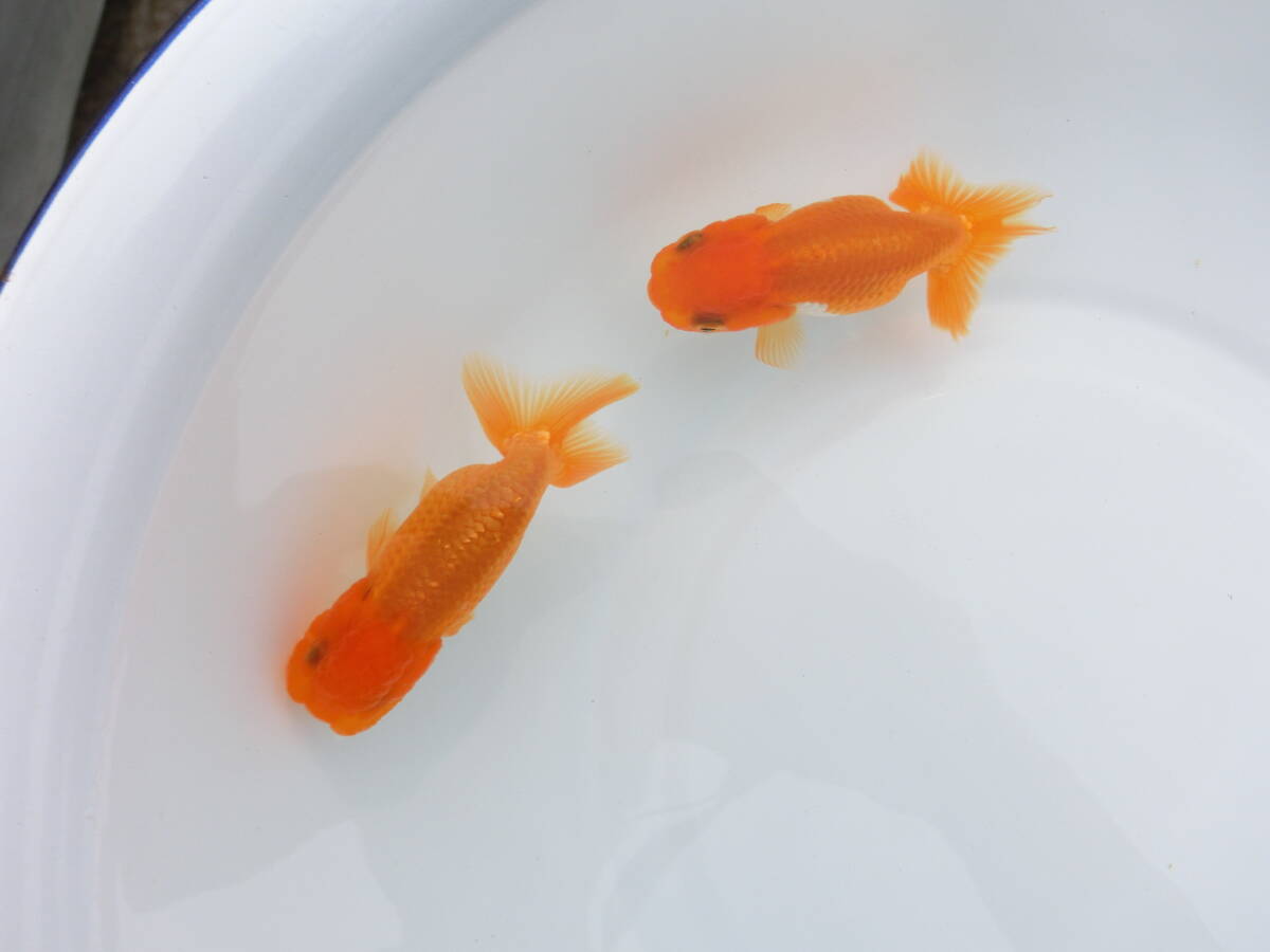 らんちう市場(014) 宇野系3歳魚2匹セット （約8cm～約8.5cm）   本筋！   上種！！  の画像1