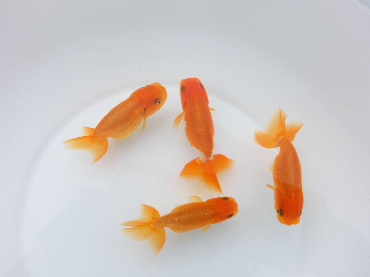 らんちう市場(016) 宇野系3歳魚4匹セット （約7cm～約8cm）   本筋！   上種！！  の画像4