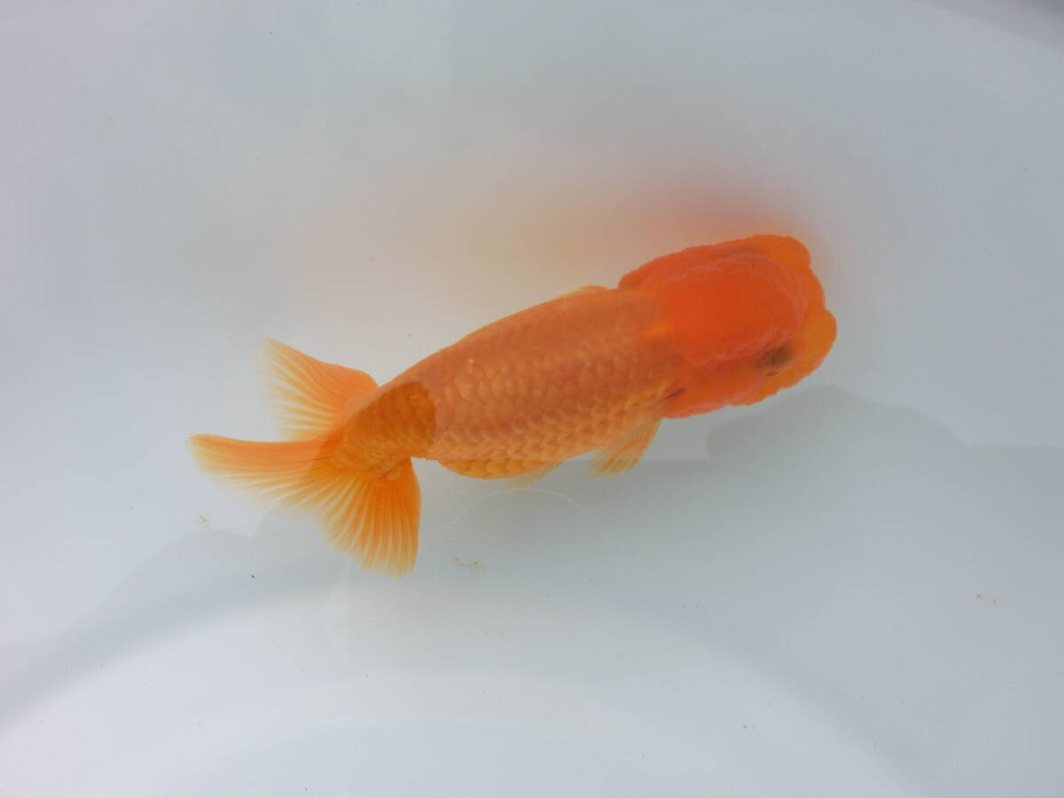 らんちう市場(014) 宇野系3歳魚2匹セット　（約8cm～約8.5cm）　 　本筋！　　　上種！！ 　_画像9