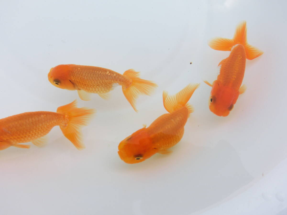 らんちう市場(016) 宇野系3歳魚4匹セット　（約7cm～約8cm）　 　本筋！　　　上種！！ 　_画像7