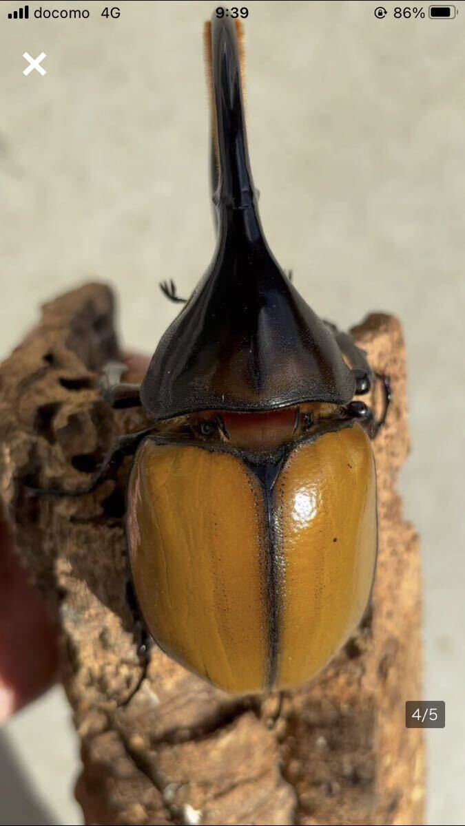 【檸檬エクア】DH ヘラクレス エクアトリアヌス 幼虫５匹の画像4
