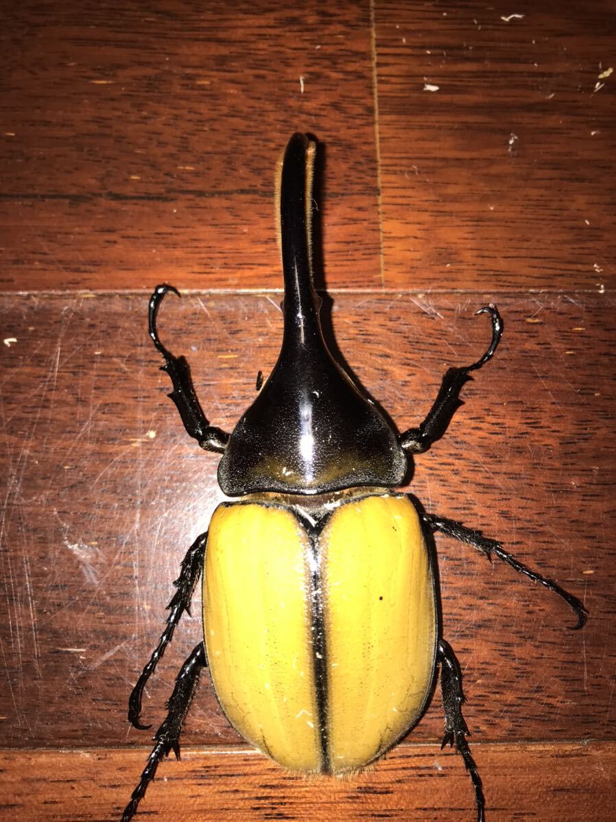 【檸檬エクア】DH ヘラクレス エクアトリアヌス 幼虫５匹の画像9