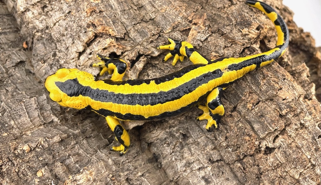 pi Rene - fire саламандра полный взрослый мужской (Salamandra Salamandra Fastuosa)-2
