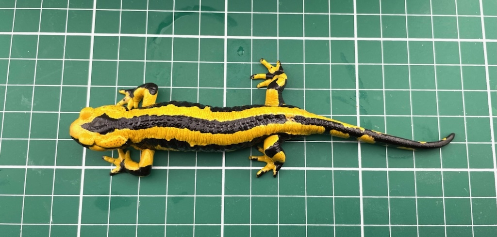 pi Rene - fire саламандра полный взрослый мужской (Salamandra Salamandra Fastuosa)-2
