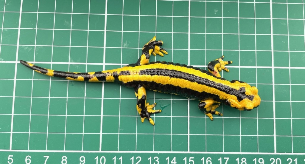 pi Rene - fire саламандра полный взрослый мужской (Salamandra Salamandra Fastuosa) -1