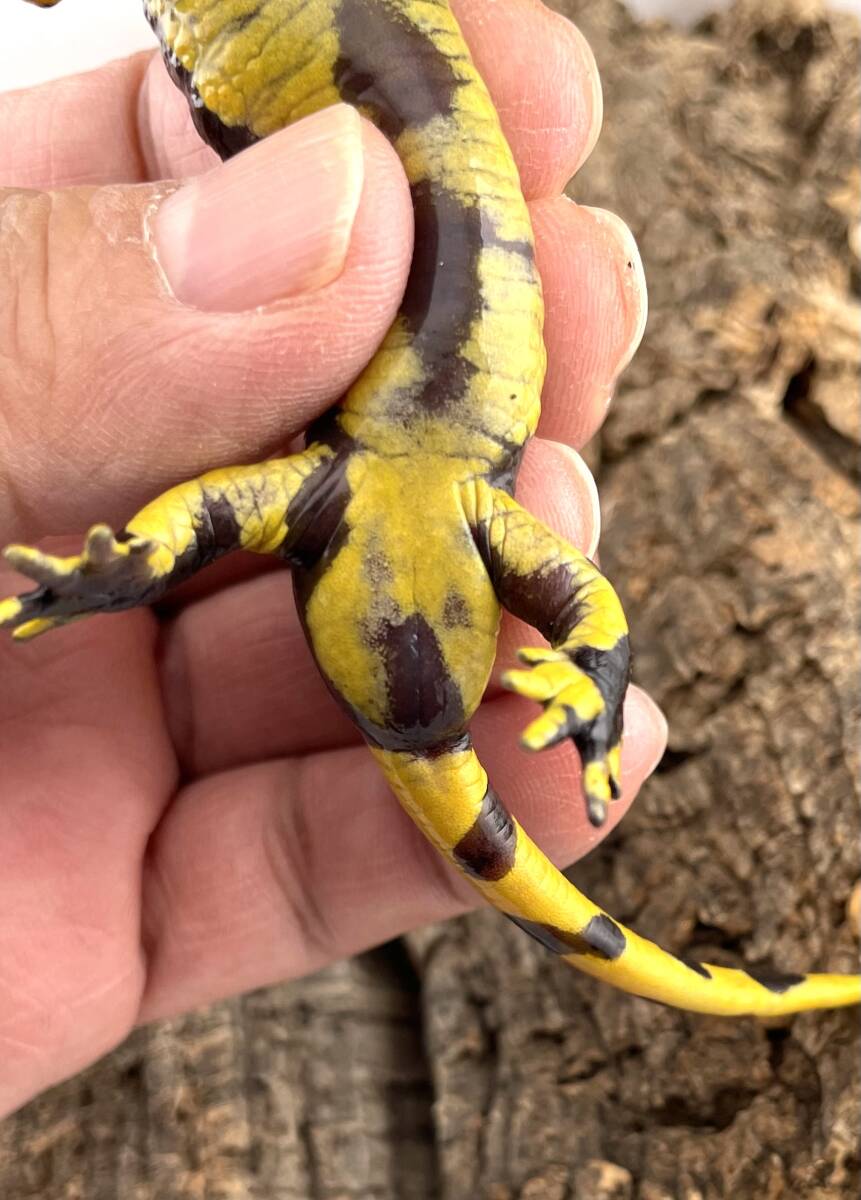 pi Rene - fire саламандра полный взрослый мужской (Salamandra Salamandra Fastuosa) -1