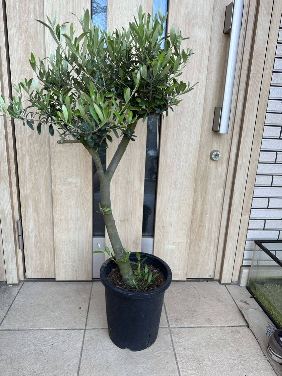  old tree olive regular price 42000 jpy very thick si pre si-no large seedling gardening gardening symbol tree garden tree 