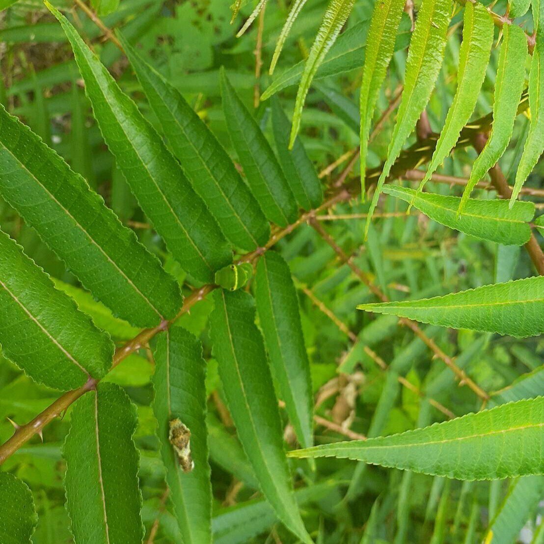 アゲハ幼虫の餌　カラスザンショウ　幼木若木成木　新芽　柔らか枝付き葉っぱ　200枚