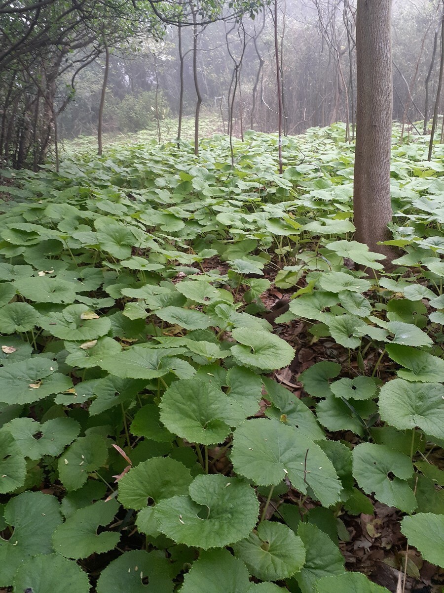 山菜　ふき　700g