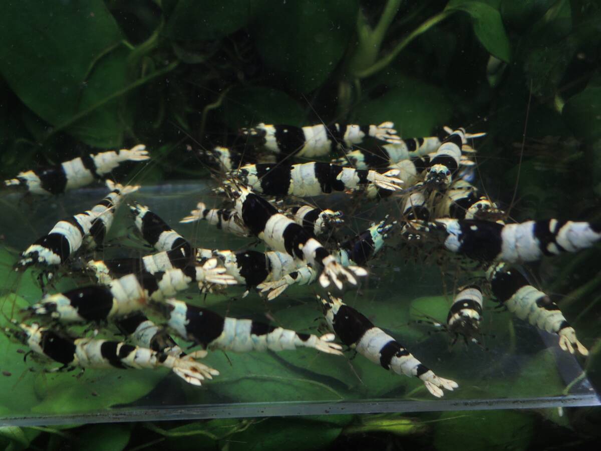 * black bee shrimp * pictured individual 30 pcs 