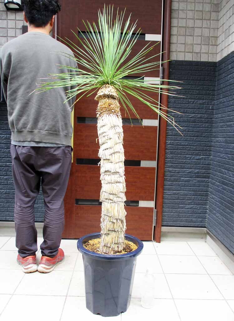 【現品】ユッカ・リネアリフォリア - yucca linearifolia　12号　BR番_画像1