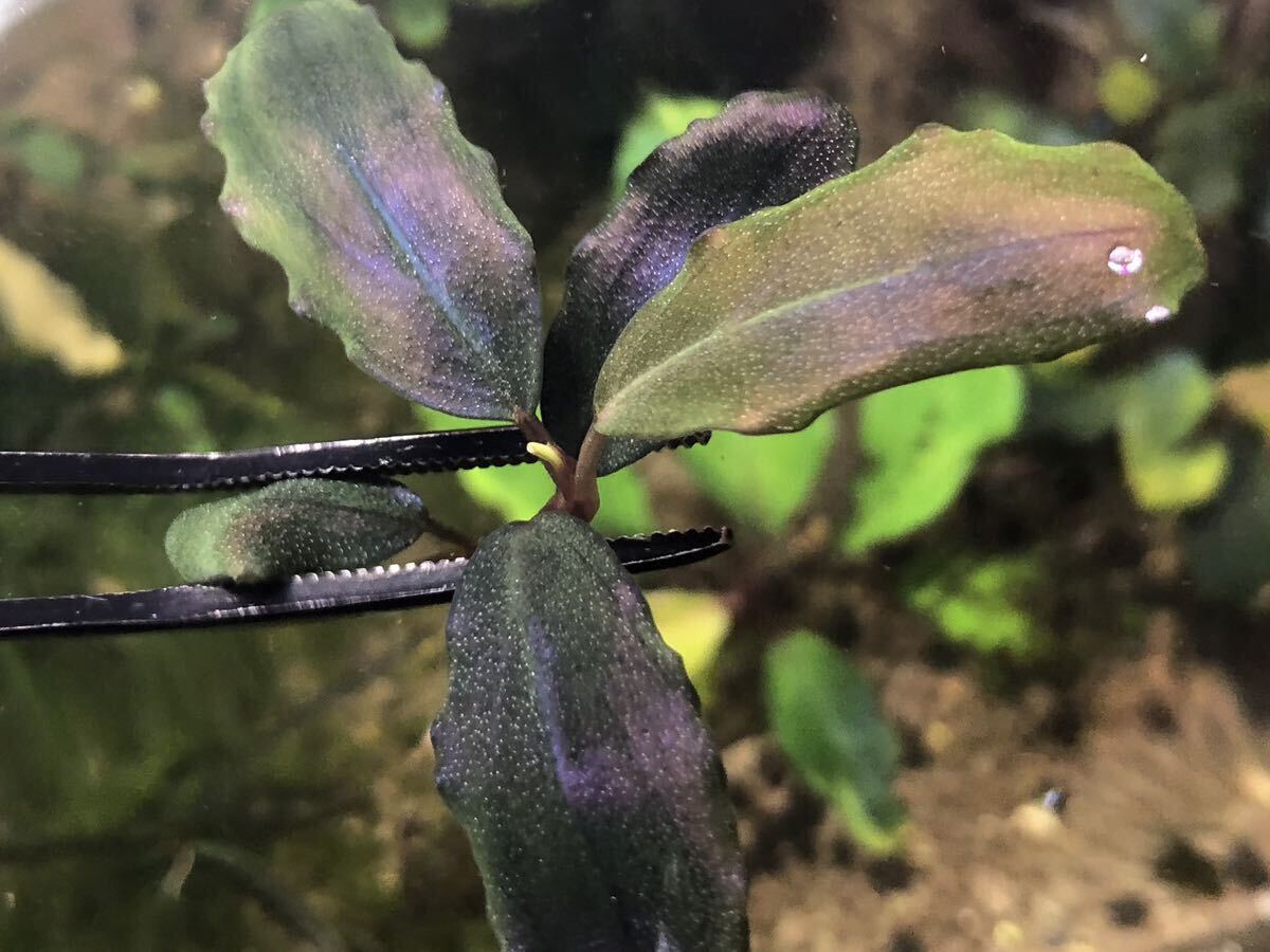 1円スタート Bucephalandra ブセファランドラ Blue Metal ブルーメタル 水草 熱帯植物 水中葉の画像4