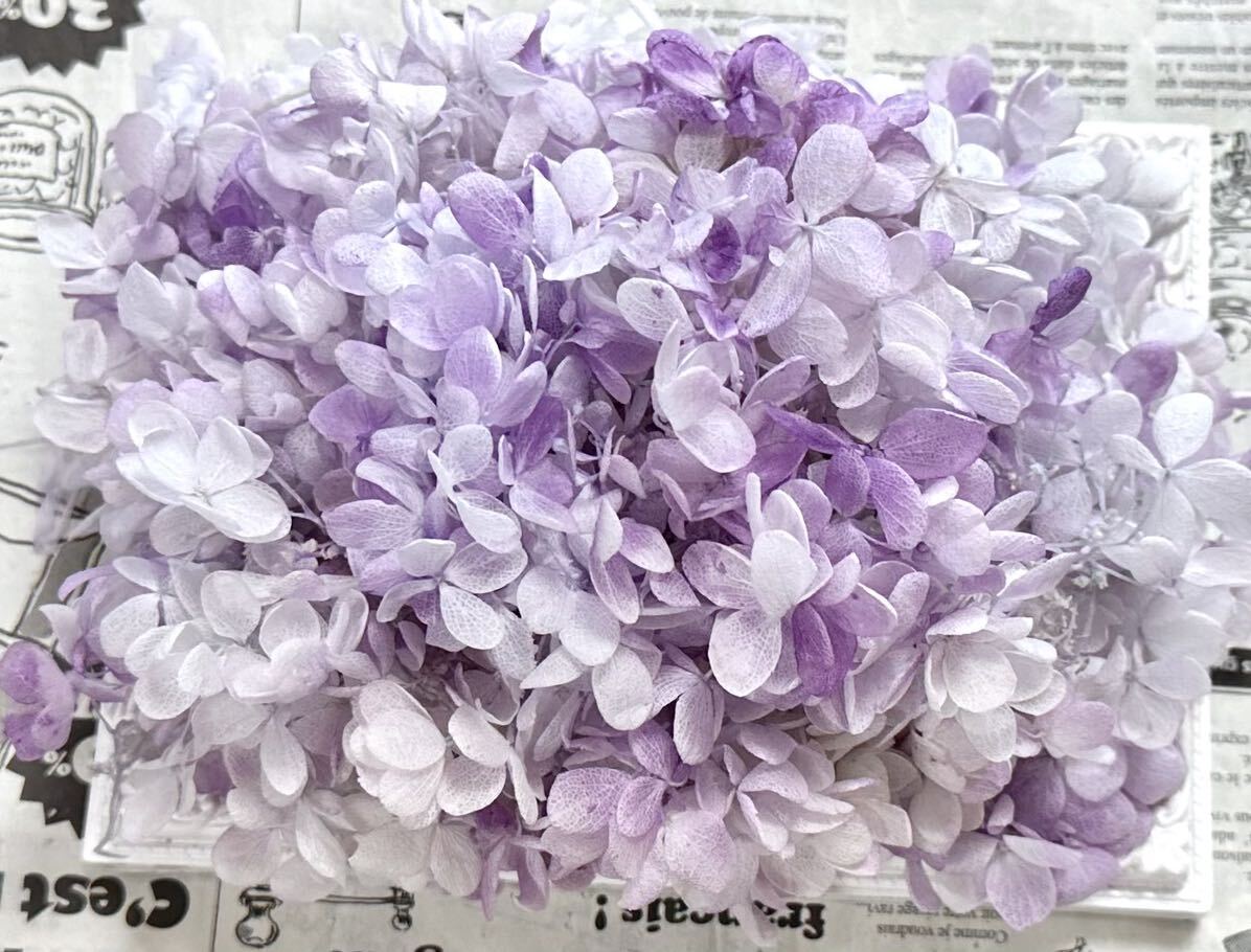 консервированный цветок стойка mid гортензия 20g передний и задний (до и после) пастель lilac 