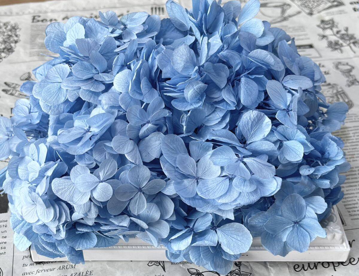  preserved flower Atlantis hydrangea 20g rom and rear (before and after) ocean blue 