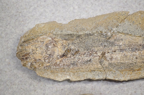 詳細不明■魚の化石 ペア 一対 上下 全長約25cm 重量約2.2kg_画像9
