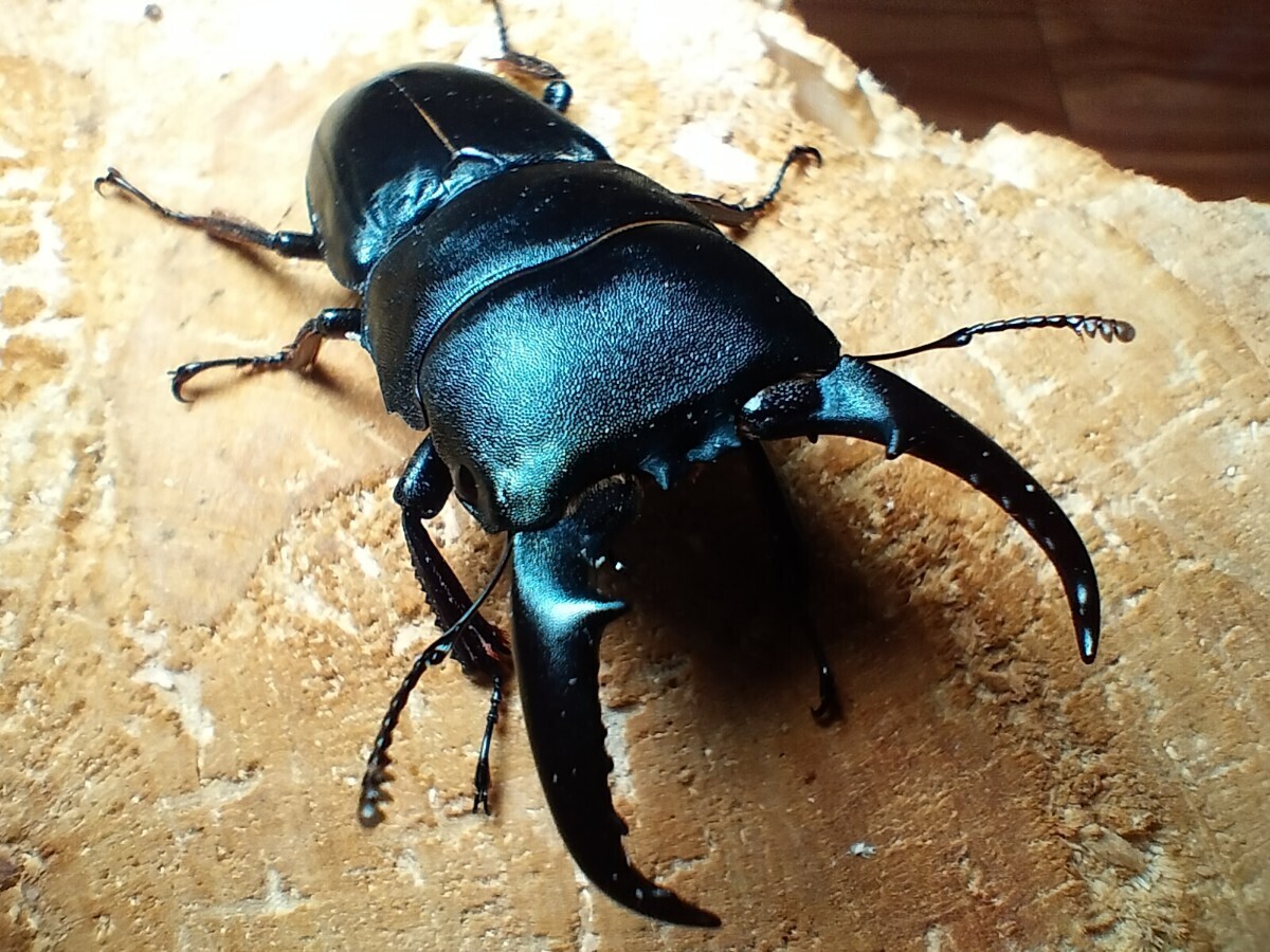 【大分産】本土ヒラタクワガタ♂53mm♀フリー_画像1