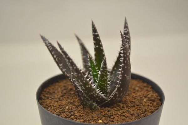 アロエ ブラックレディ  ALOE 'Black Lady'の画像1