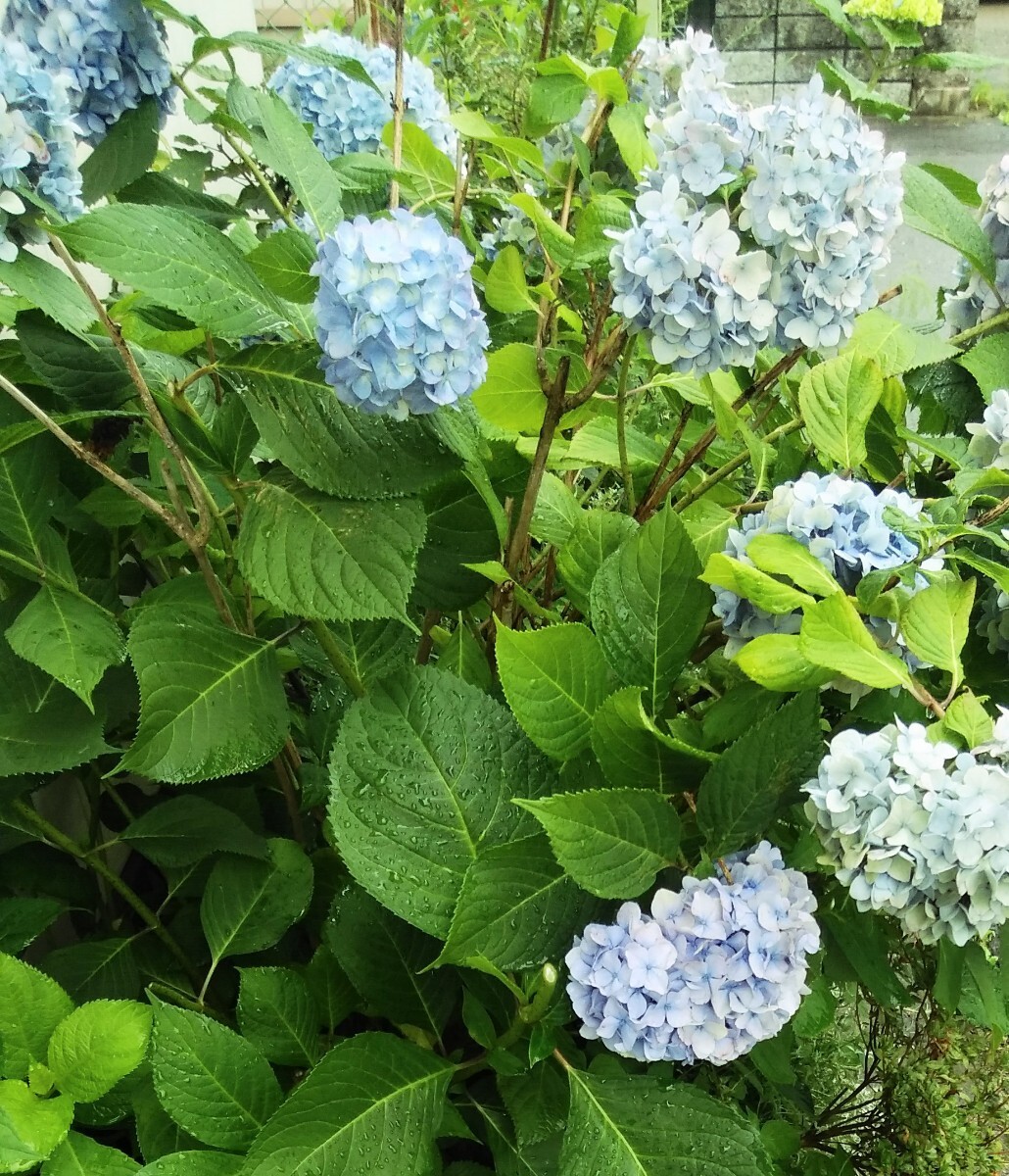 あじさい　紫陽花　植木　40cm_画像5