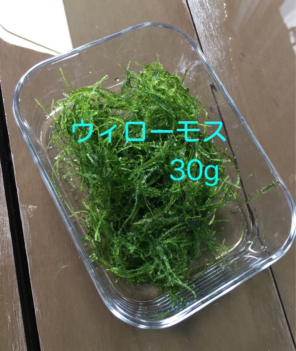 水草 ウィローモス  30g