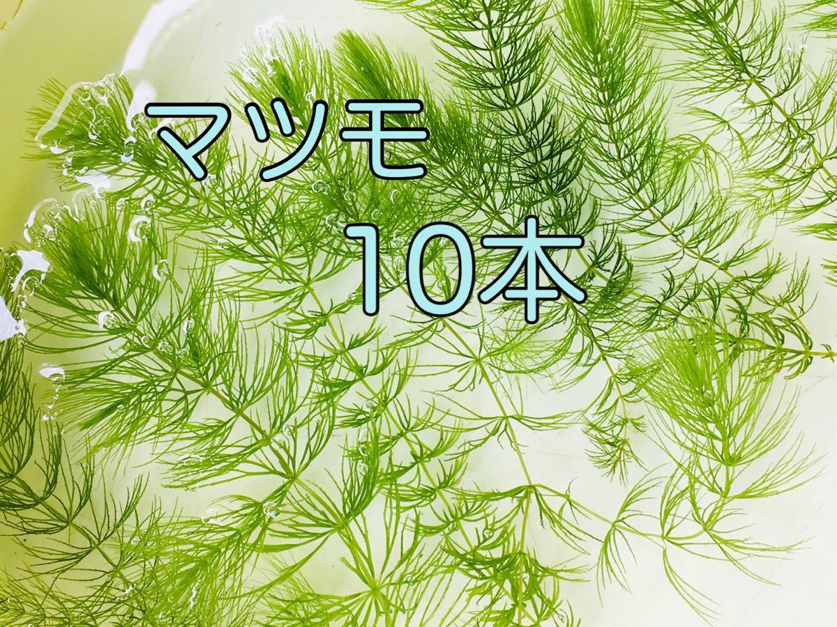 水草  マツモ  （10本＋α）