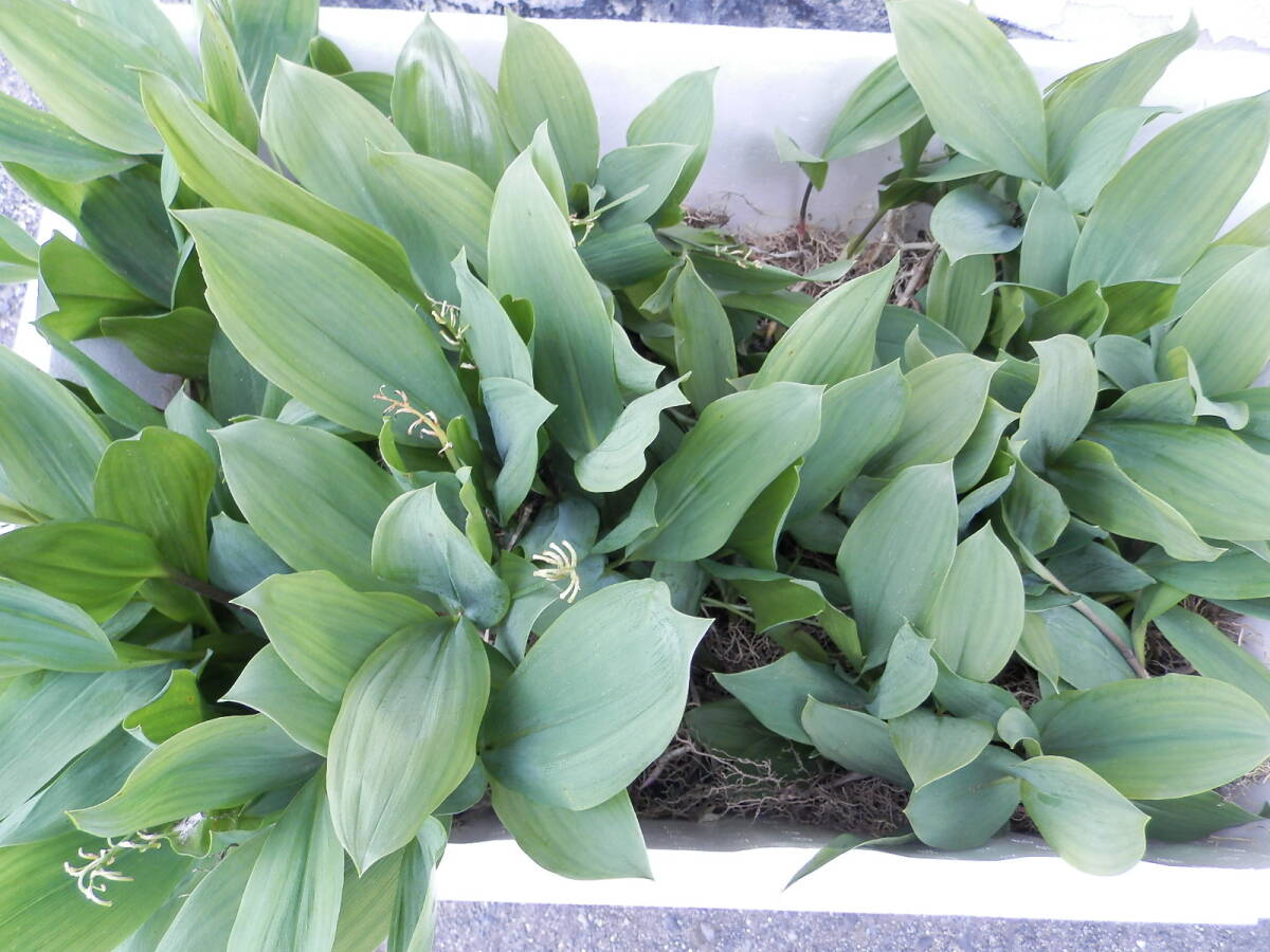  urgent liquidation Germany lily of the valley seedling large amount broccoli departure . styrol entering that 2