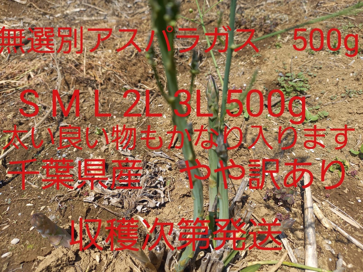 アスパラガス千葉県産　500gサイズいろいろ細～太　SM L 2L 3L　　即決あり　送料込み_画像1