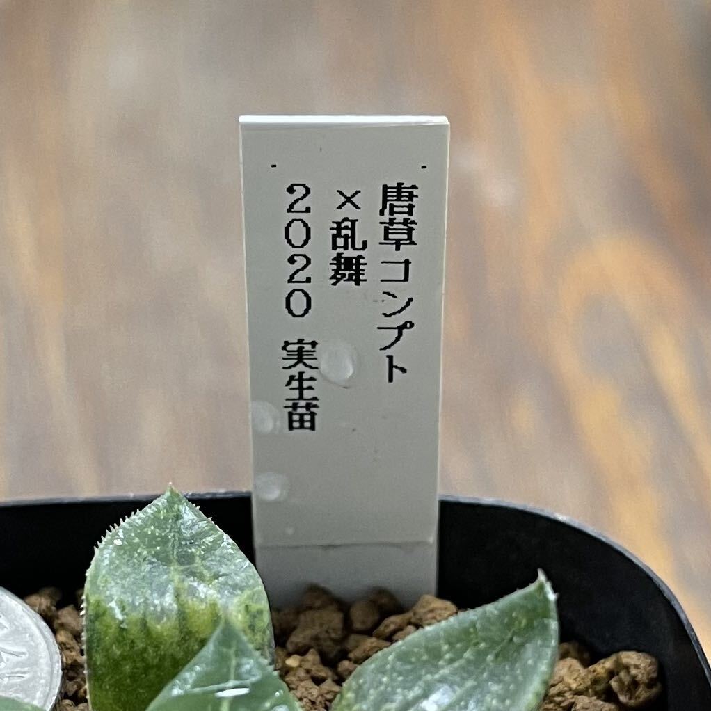 多肉植物　ハオルチア　唐草コンプト×乱舞　2020年オリジナル実生苗_画像3